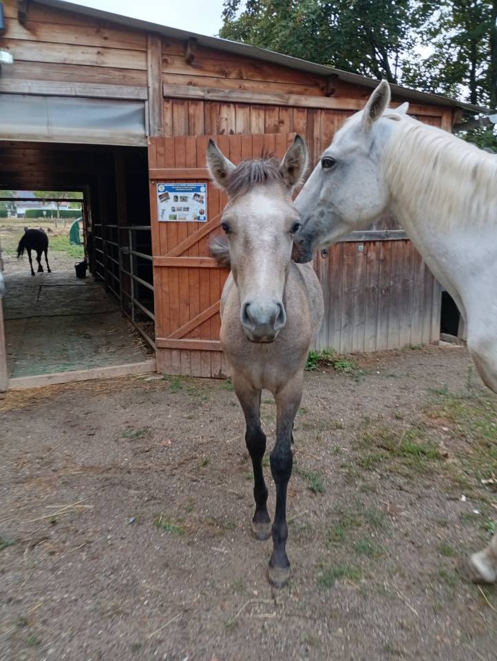 Puledro Camargue In vendita 2025 Bianco
