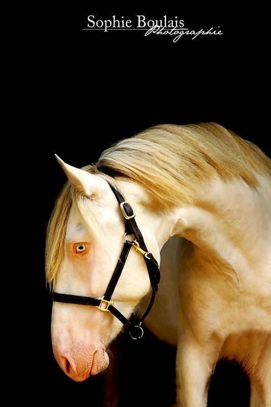 Puledro PRE Andaluso In vendita 2025 Isabella ,  Rionegro