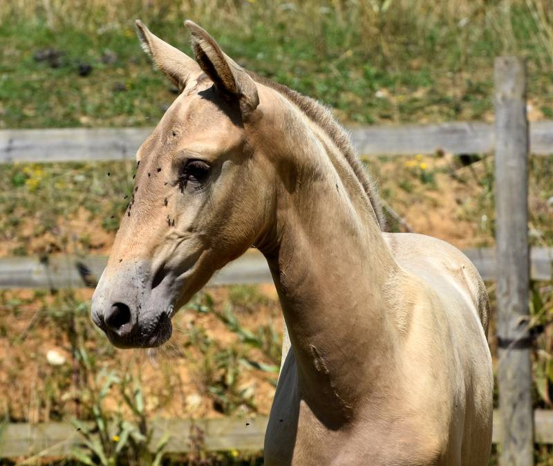 Puledra PRE Andaluso In vendita 2025 Altro colore ,  Sueño Carthago