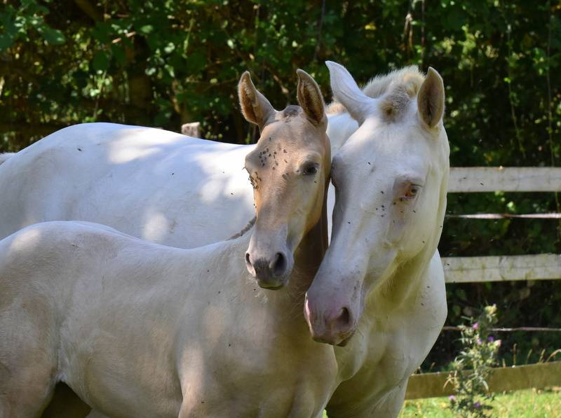 Puledra PRE Andaluso In vendita 2025 Altro colore ,  Sueño Carthago