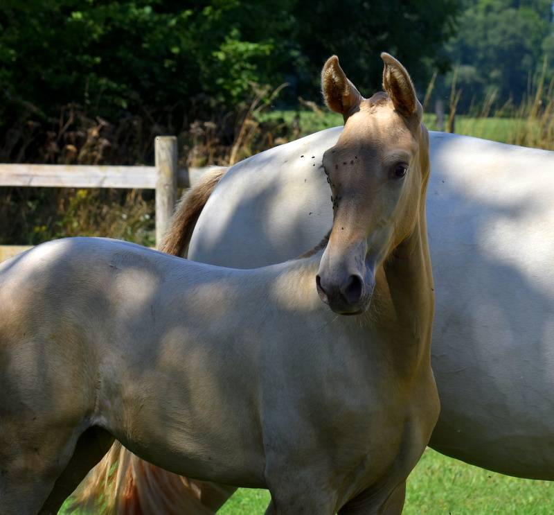 Puledra PRE Andaluso In vendita 2025 Altro colore ,  Sueño Carthago