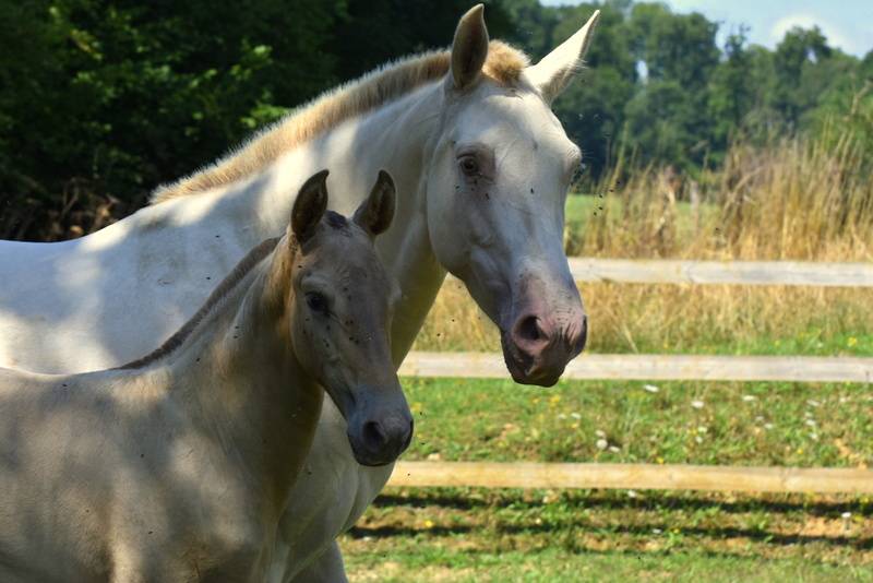 Puledra PRE Andaluso In vendita 2025 Altro colore ,  Sueño Carthago