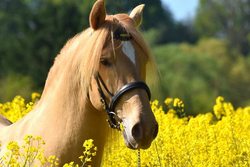 Puledra PRE Andaluso In vendita 2025 Altro colore ,  Sueño Carthago