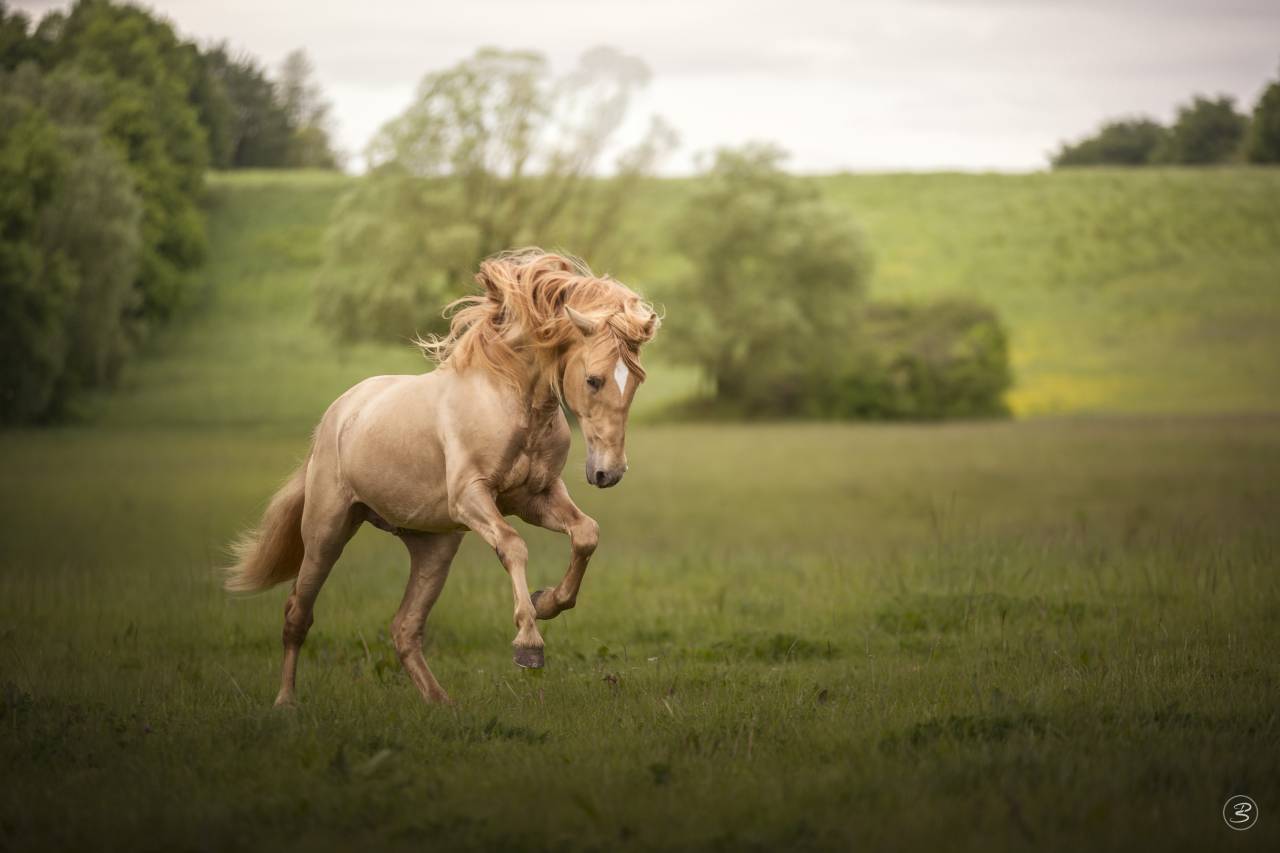 Puledra PRE Andaluso In vendita 2025 Altro colore ,  Sueño Carthago