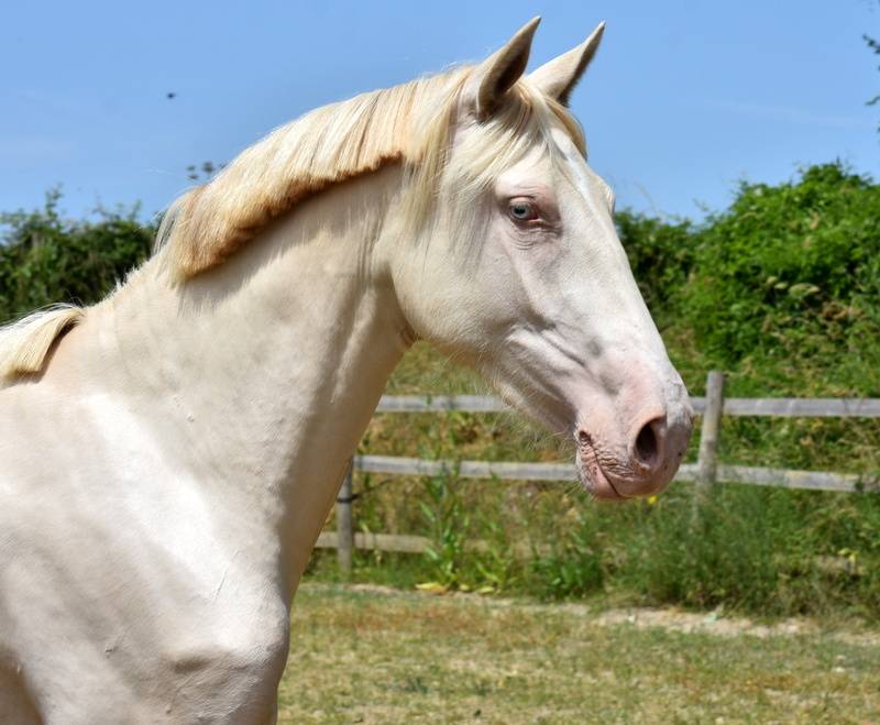 Puledra PRE Andaluso In vendita 2023 Crema ,  Rionegro