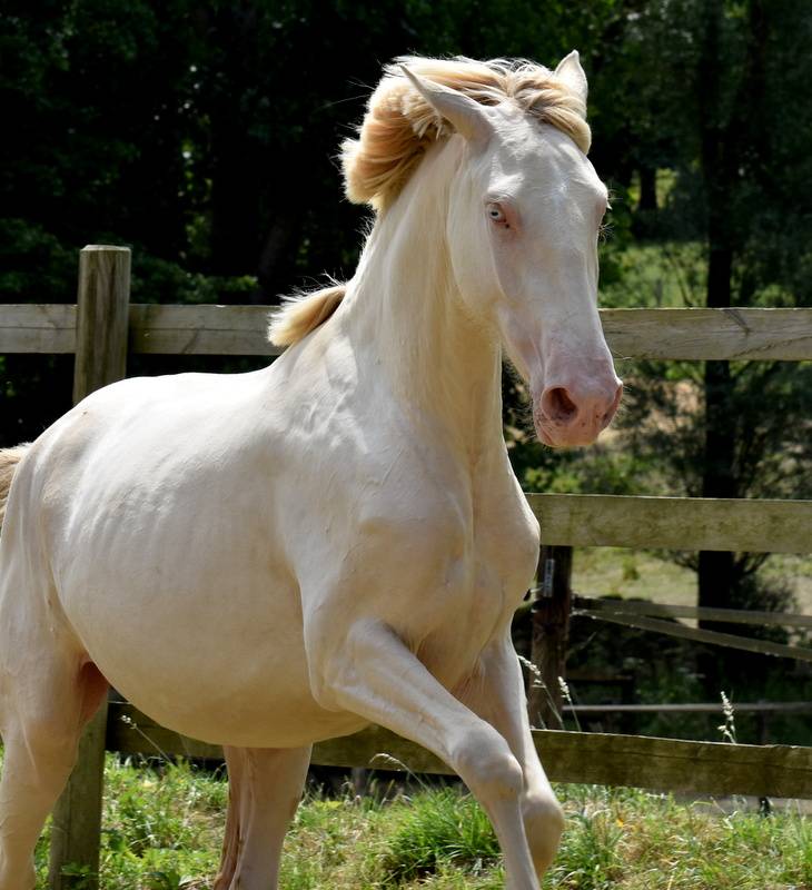 Puledra PRE Andaluso In vendita 2023 Crema ,  Rionegro