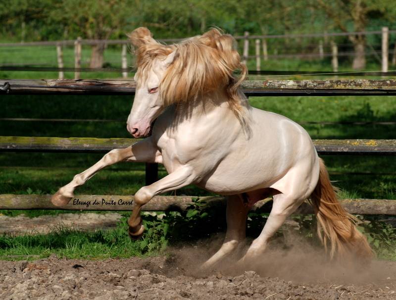 Puledra PRE Andaluso In vendita 2023 Crema ,  Rionegro