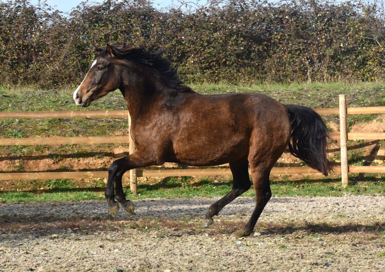 Puledra PRE Andaluso In vendita 2023 Crema ,  Rionegro
