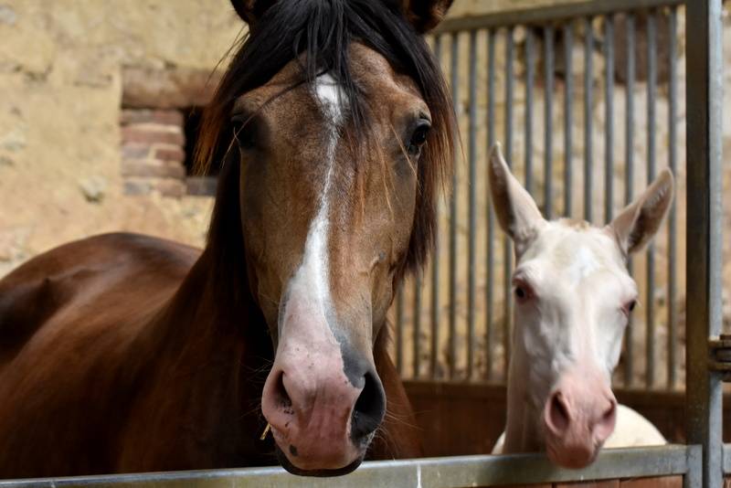 Puledra PRE Andaluso In vendita 2023 Crema ,  Rionegro