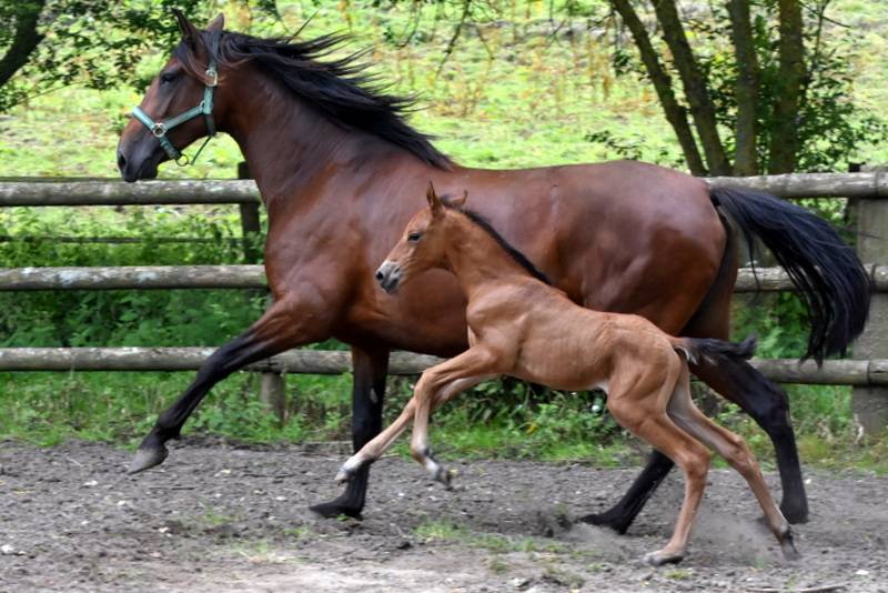 Puledro PRE Andaluso In vendita 2024 Baio ,  Botero LH