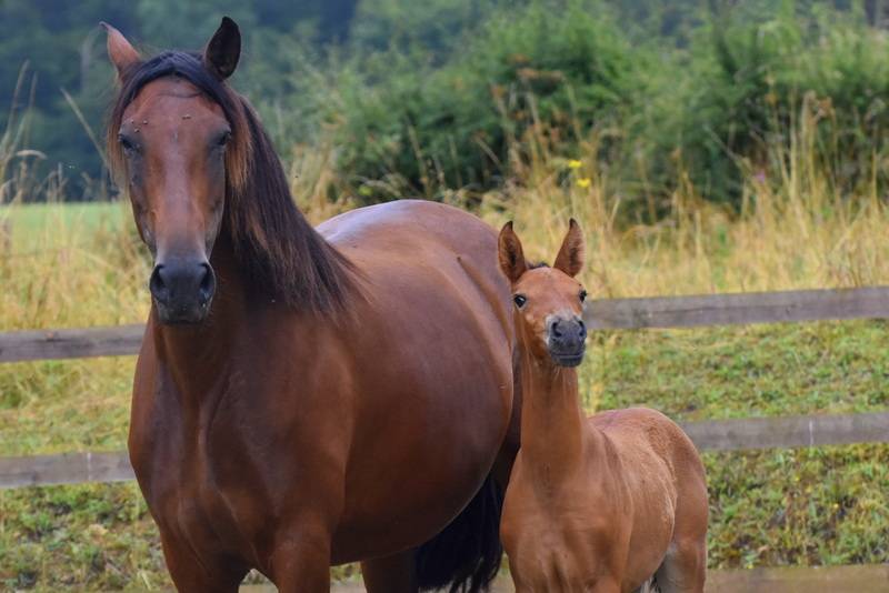 Puledro PRE Andaluso In vendita 2024 Baio ,  Botero LH