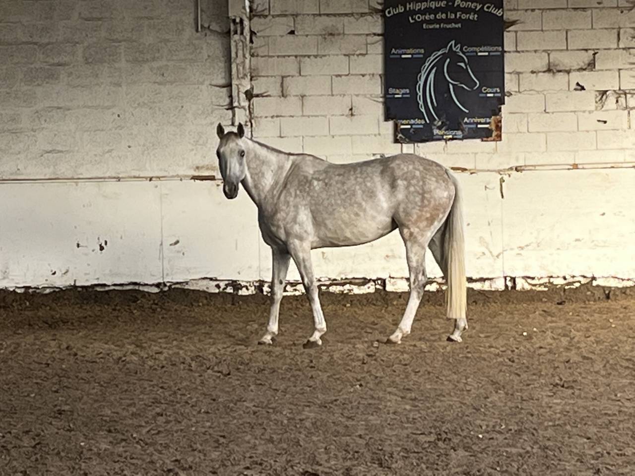 Cavalla Sella Francese In vendita 2016 Grigio ,  UPSILON VAN DE HEFFINCK