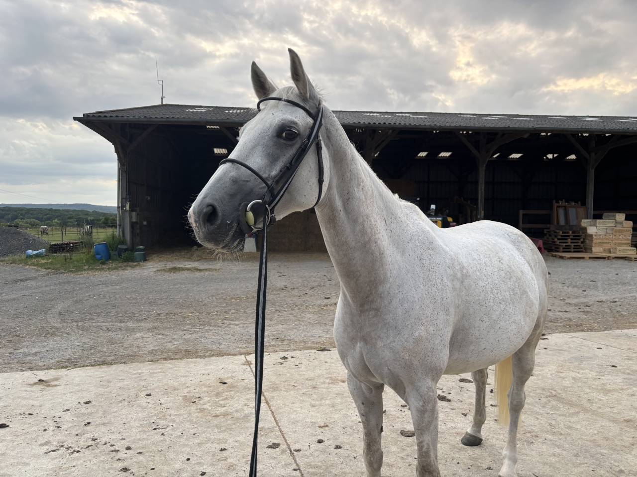 Cavalla Sella Francese In vendita 2016 Grigio ,  UPSILON VAN DE HEFFINCK