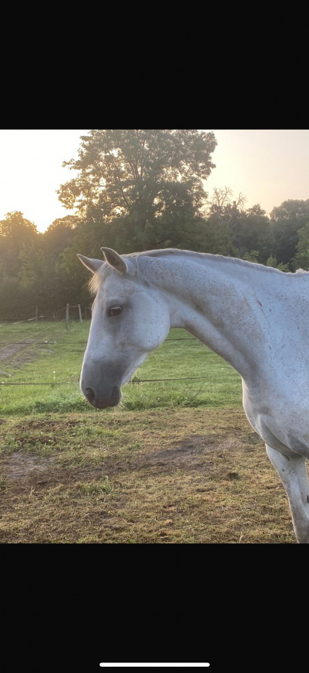 Cavalla Sella Francese In vendita 2016 Grigio ,  UPSILON VAN DE HEFFINCK