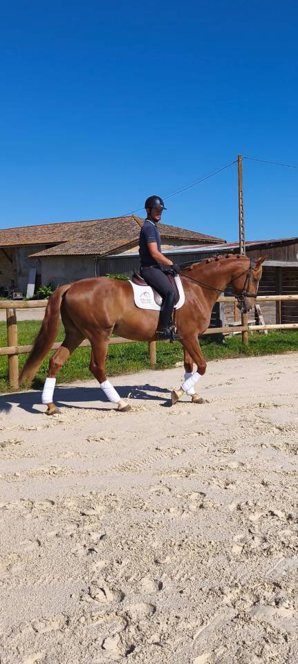Castrone Lusitano In vendita 2019 Sauro ,  EROS 