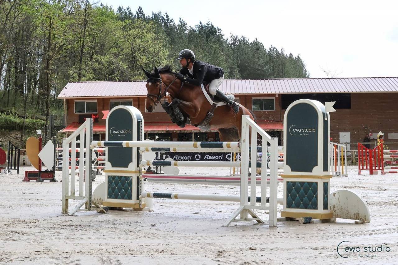 Cavalla Sella Francese In vendita 2018 Baio ,  OGANO SITTE