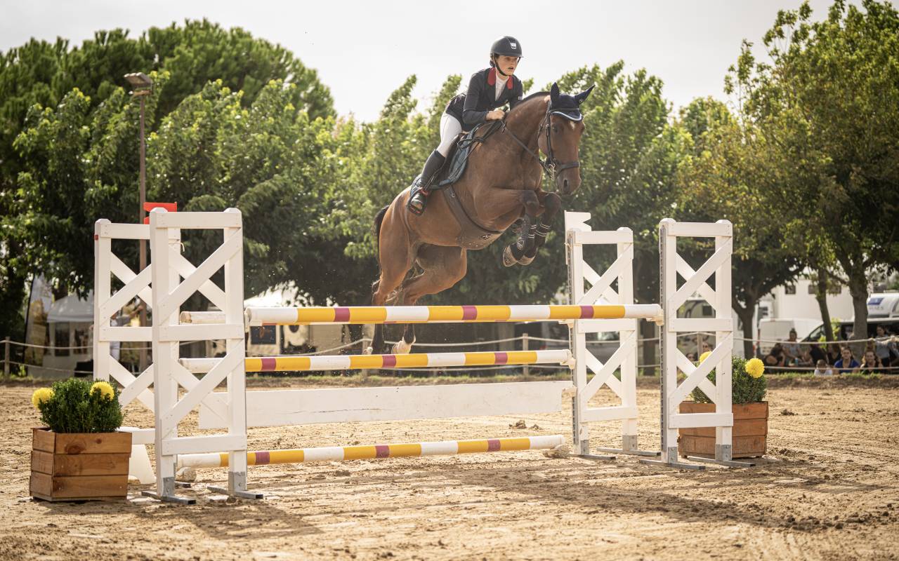 Cavalla Sella Francese In vendita 2018 Baio ,  OGANO SITTE