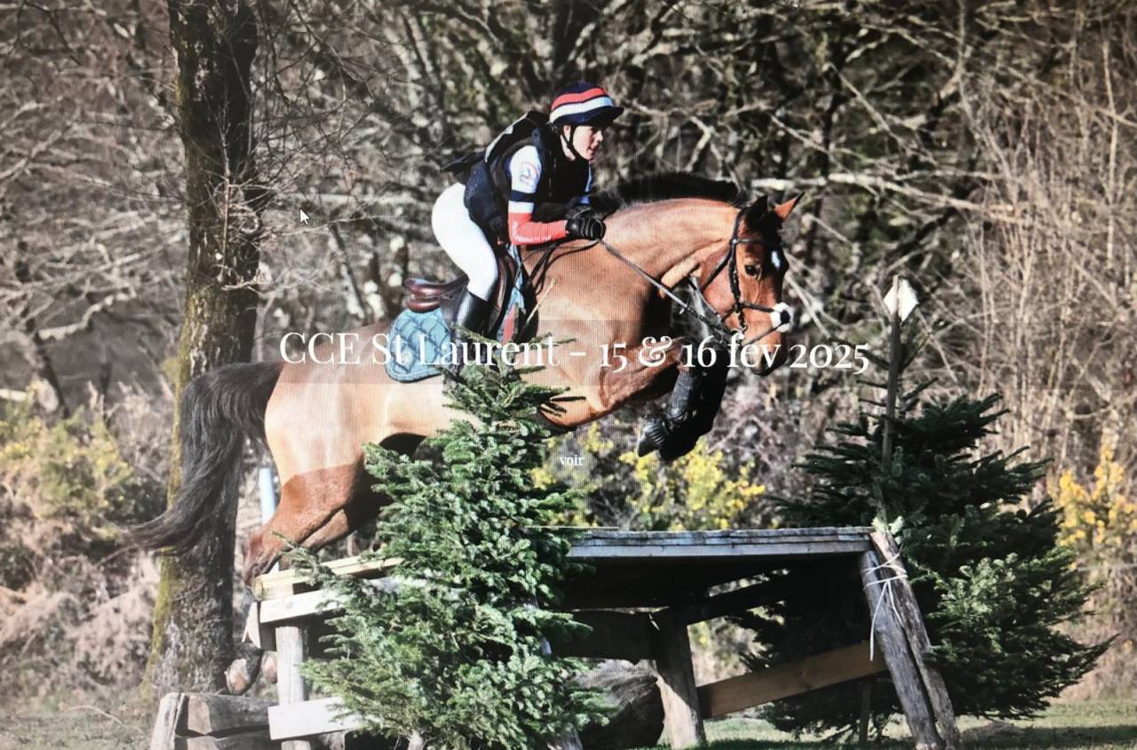 Cavalla Sella Francese In vendita 2018 Baio ,  OGANO SITTE