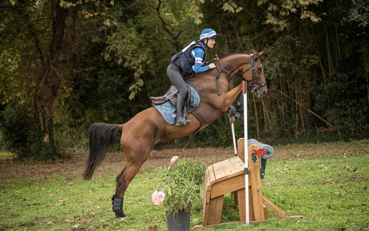 Cavalla Sella Francese In vendita 2018 Baio ,  OGANO SITTE