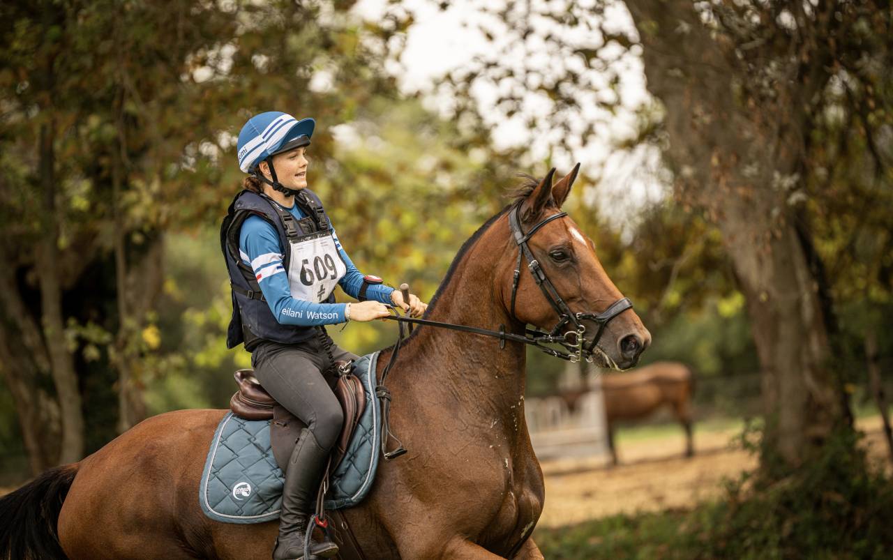 Cavalla Sella Francese In vendita 2018 Baio ,  OGANO SITTE