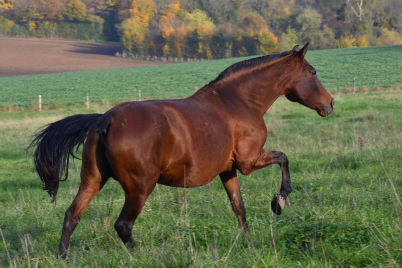 Puledra PRE Andaluso In vendita 2024 Baio