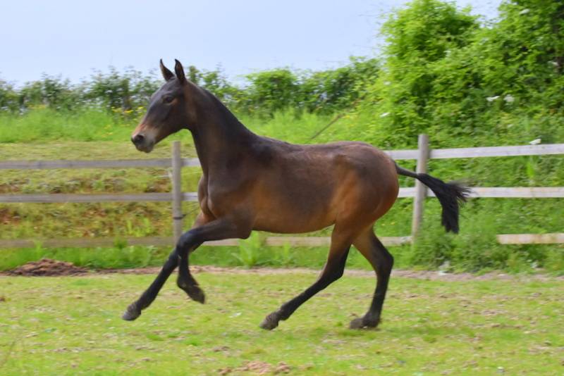 Puledra PRE Andaluso In vendita 2024 Baio