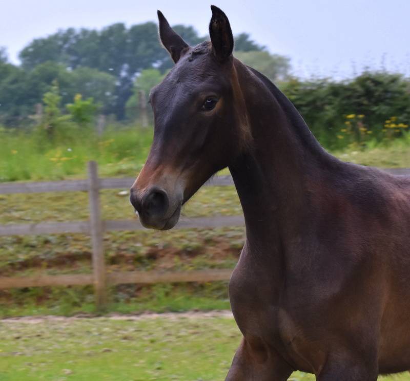 Puledra PRE Andaluso In vendita 2024 Baio