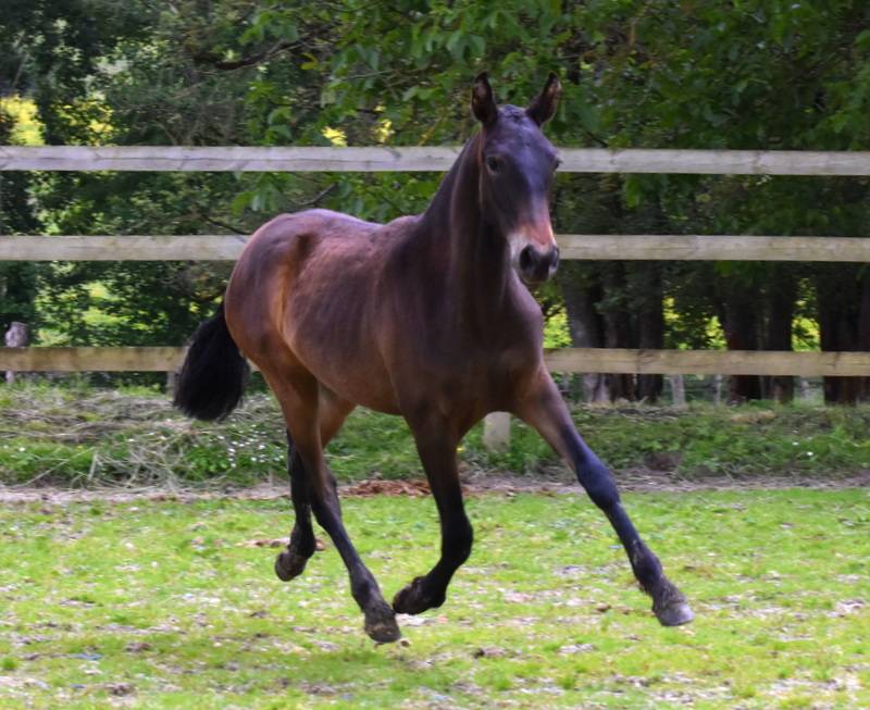 Puledra PRE Andaluso In vendita 2024 Baio