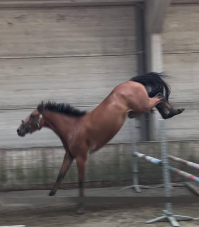 Cavalla sBs Cavallo da Sport Belgio In vendita 2022 Baio ,  Sambuca JW van't Meulenhof