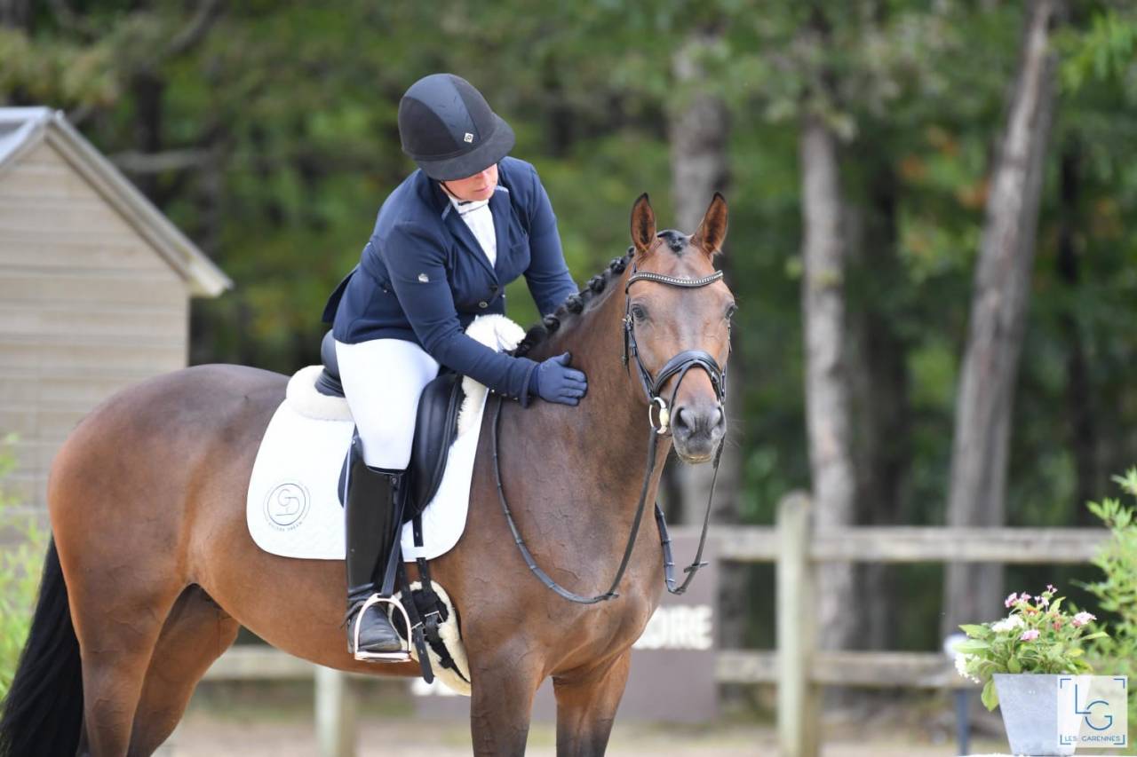 Cavalla Sella Francese In vendita 2019 Baio scuro ,  SANDREO