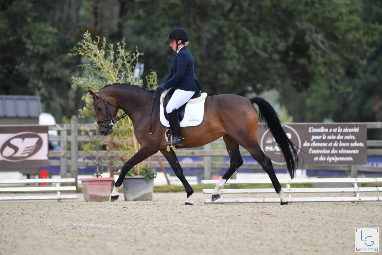 Cavalla Sella Francese In vendita 2019 Baio scuro ,  SANDREO