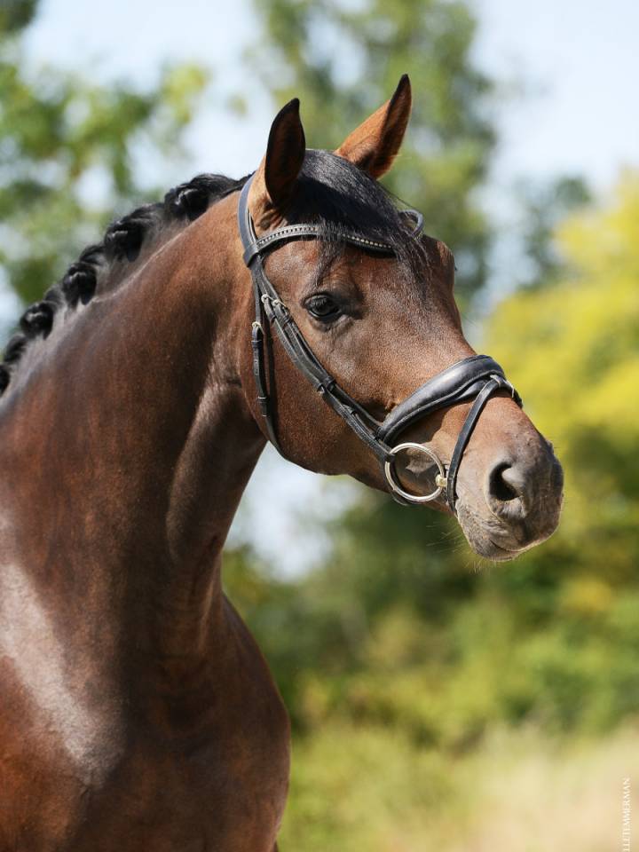 Cavalla Sella Francese In vendita 2019 Baio scuro ,  SANDREO