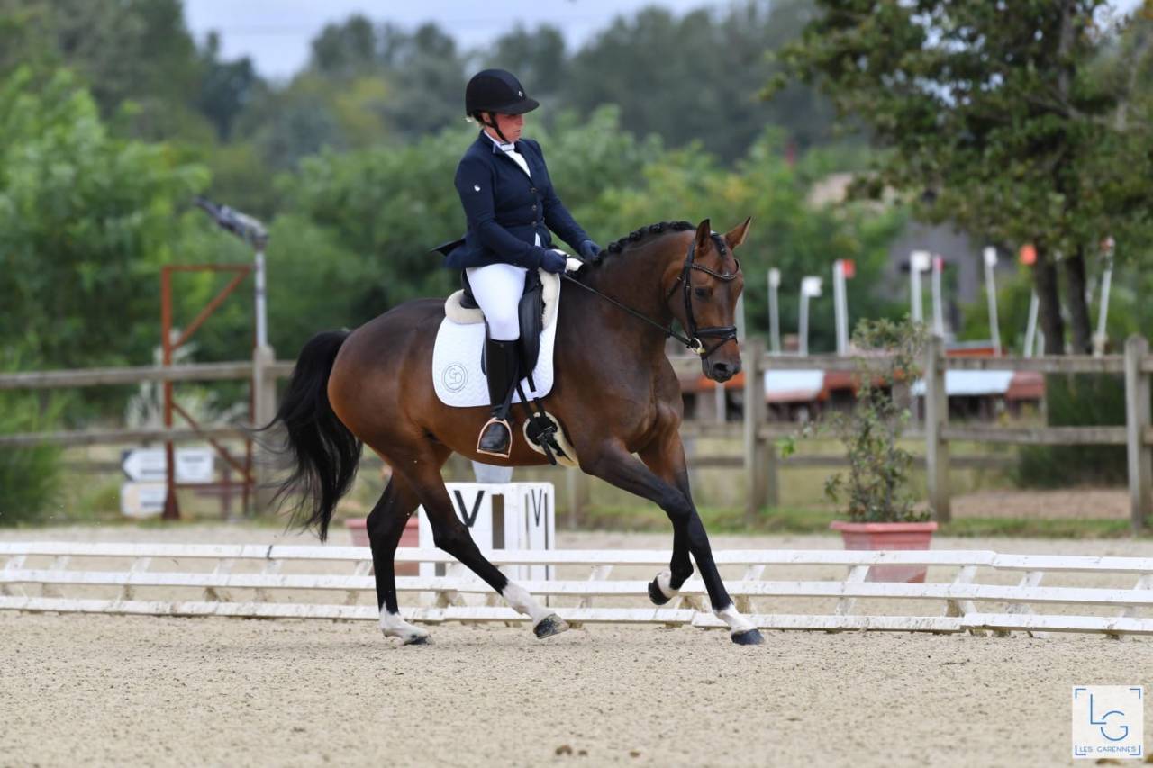 Cavalla Sella Francese In vendita 2019 Baio scuro ,  SANDREO