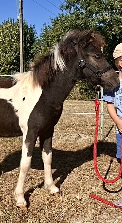 Puledra Origine non conosciuta  In vendita 2025 Tobiano ,  HEMSBROOK William (GB)