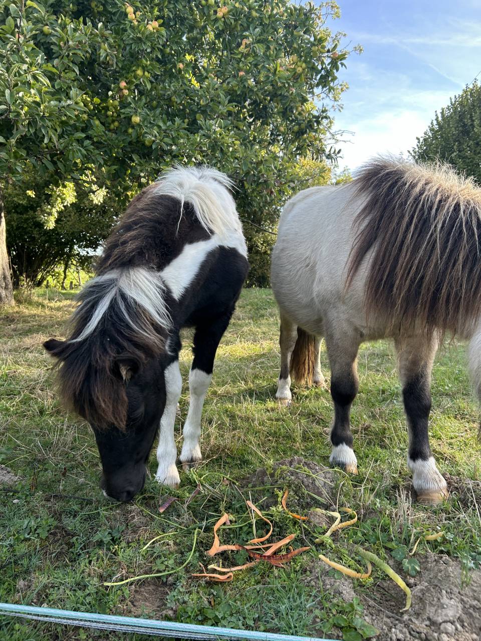 Puledra Origine non conosciuta  In vendita 2025 Tobiano ,  HEMSBROOK William (GB)