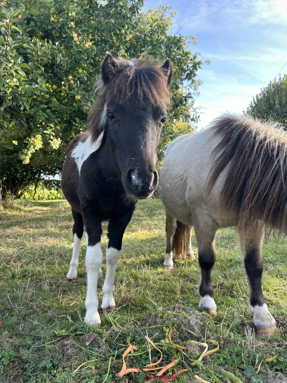 Puledra Origine non conosciuta  In vendita 2025 Tobiano ,  HEMSBROOK William (GB)