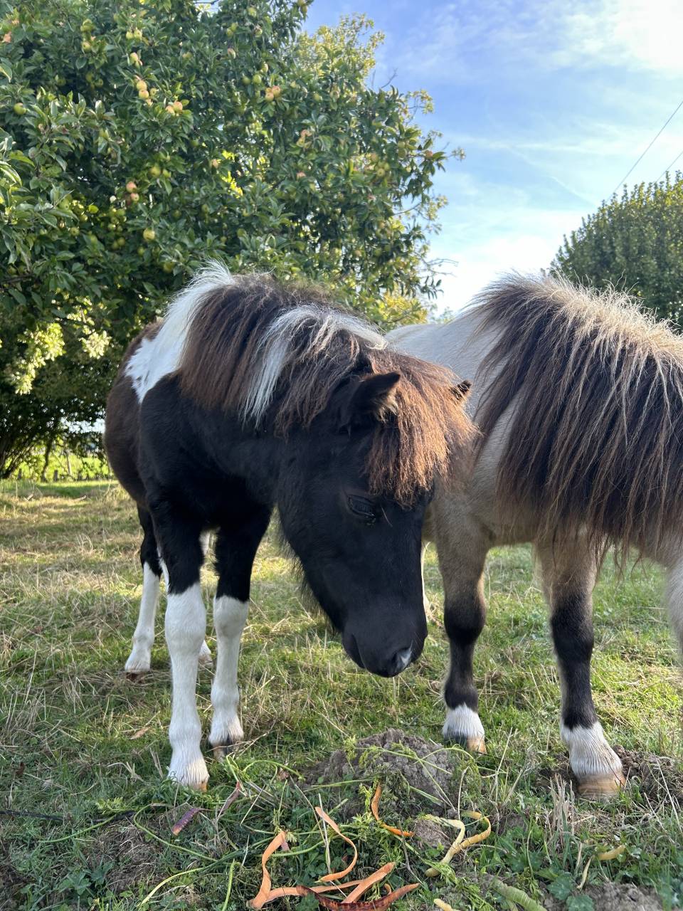 Puledra Origine non conosciuta  In vendita 2025 Tobiano ,  HEMSBROOK William (GB)