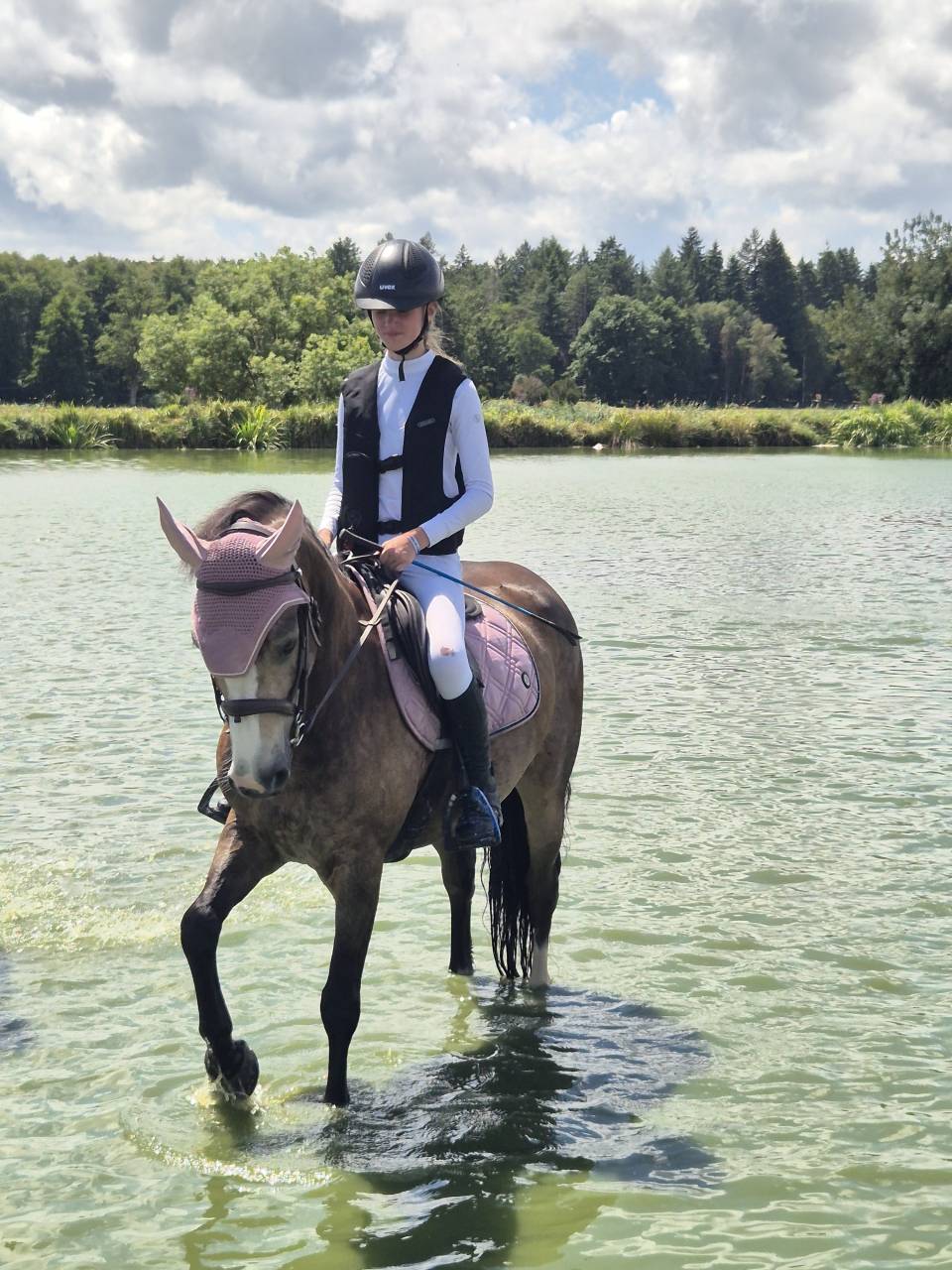 Castrone Connemara In vendita 2018 Isabella