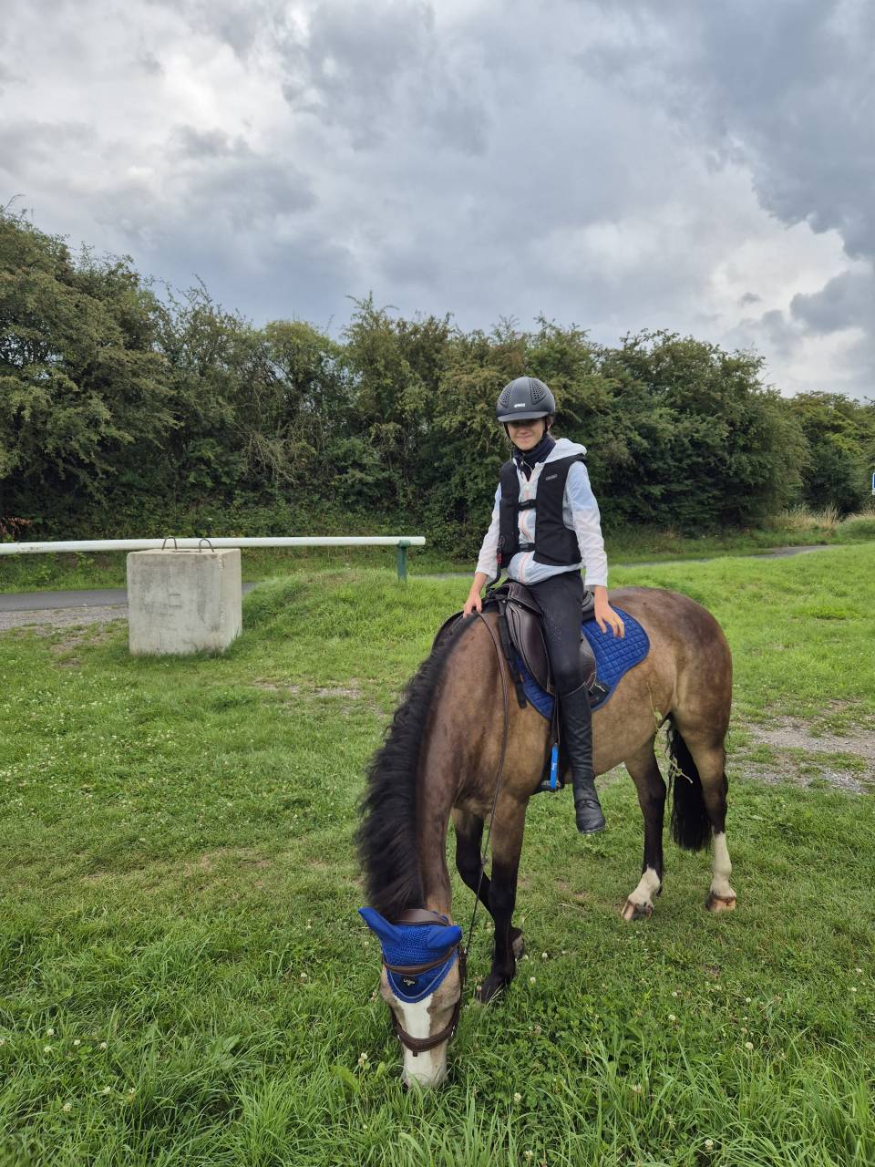 Castrone Connemara In vendita 2018 Isabella