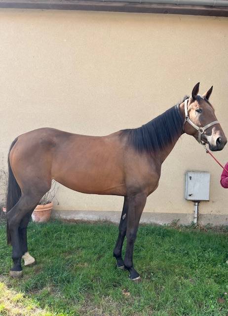 Fattrice Trottatore Francese In vendita 2022 Baio ,  Rolling d'Heripr&eacute;