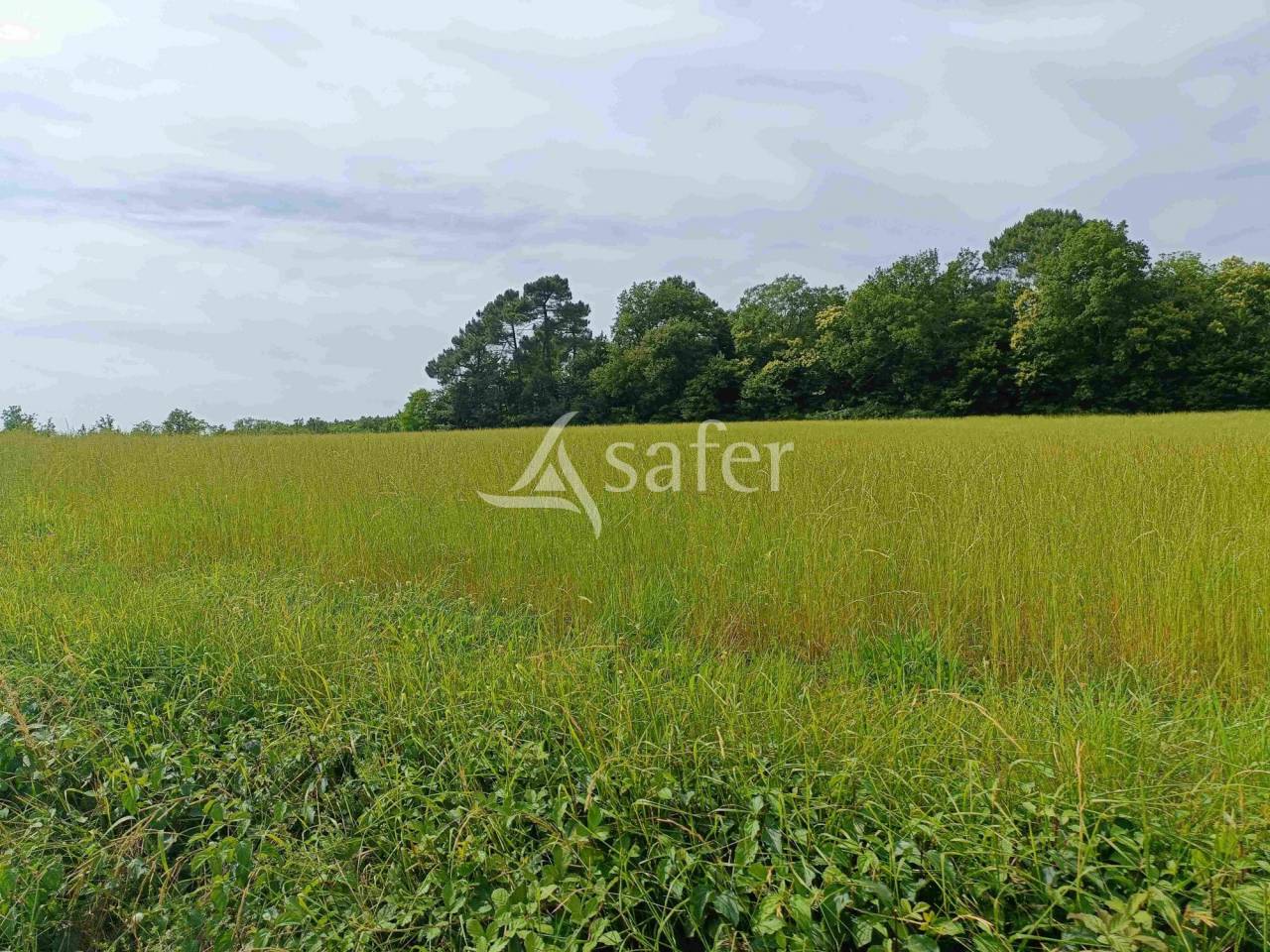 Azienda ovina In vendita Dordogne