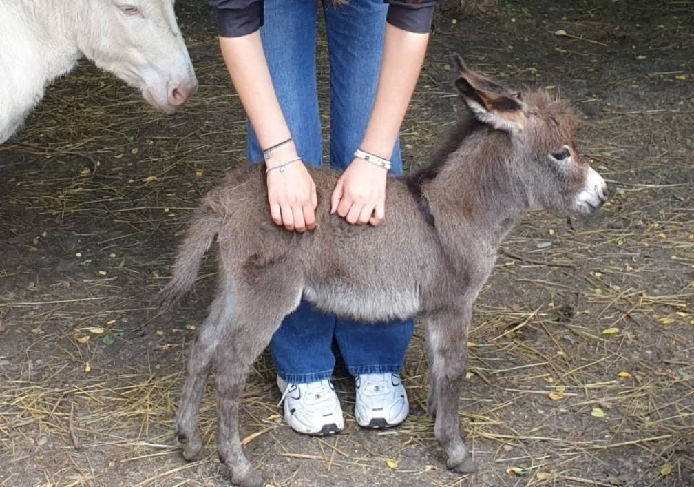 Asno Miniature In vendita 2025 Grigio