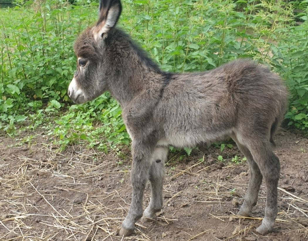 Asno Miniature In vendita 2025 Grigio