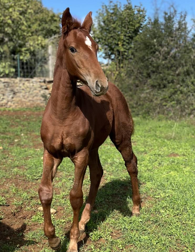 Puledra Sella Francese In vendita 2025 Sauro ,  Casallo z