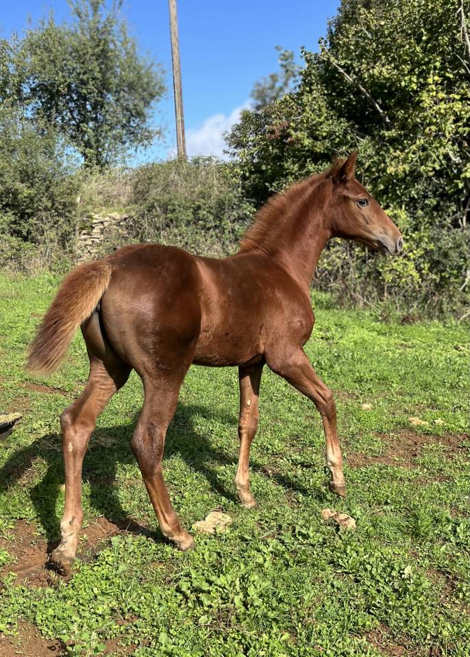 Puledra Sella Francese In vendita 2025 Sauro ,  Casallo z