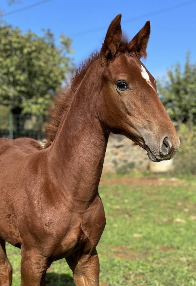 Puledra Sella Francese In vendita 2025 Sauro ,  Casallo z