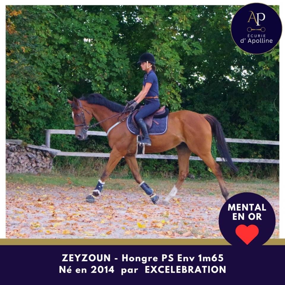 Castrone Purosangue In vendita 2014 Baio