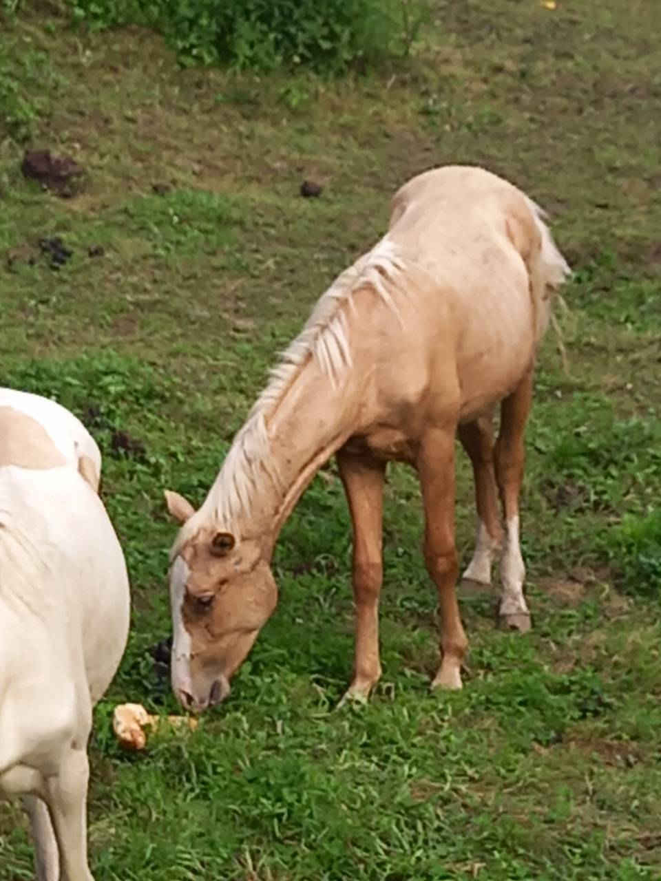 Puledro Palomino (Race) In vendita 2024 Palomino ,  Miracle du Moulin Pre