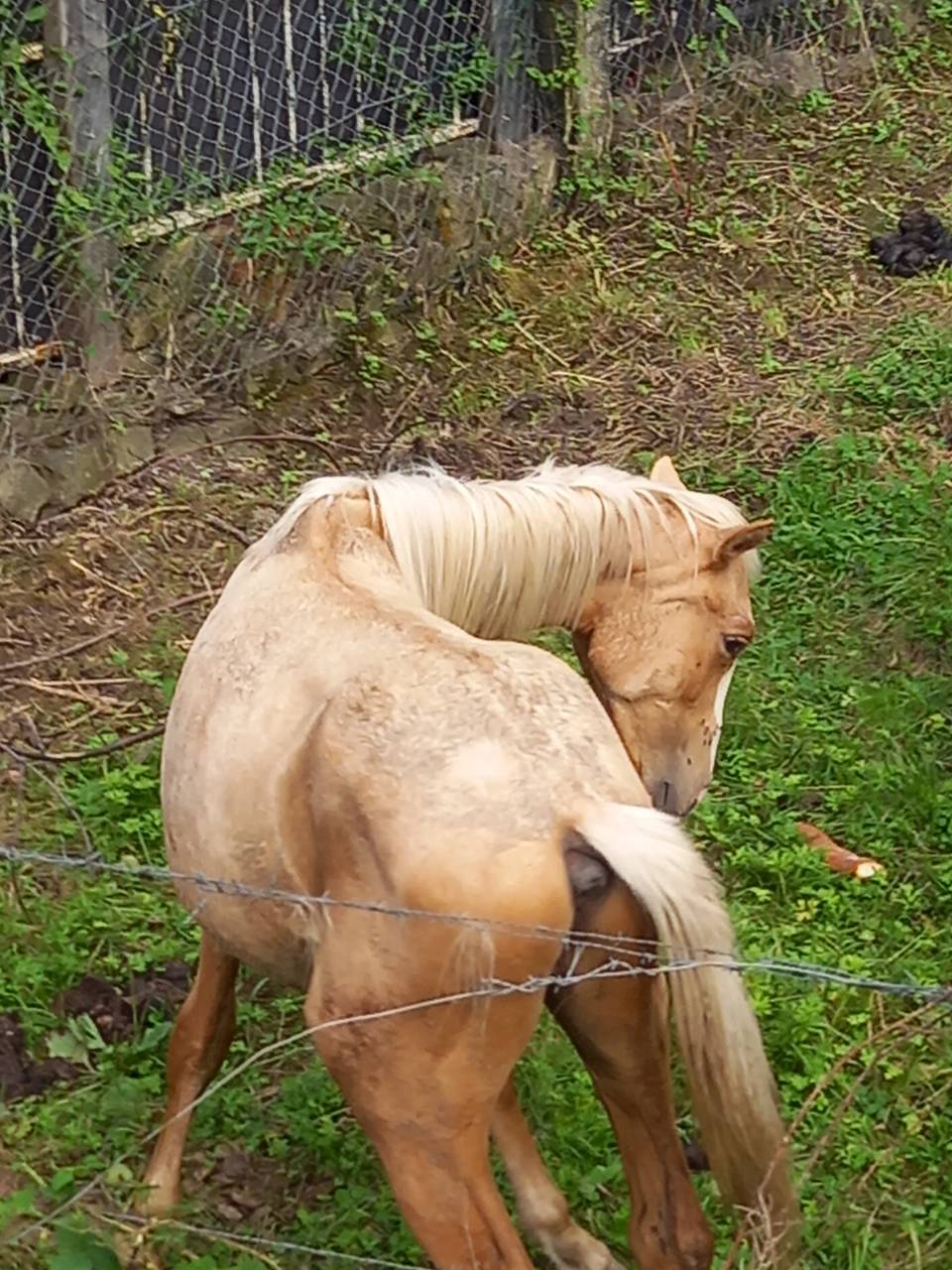 Puledro Palomino (Race) In vendita 2024 Palomino ,  Miracle du Moulin Pre