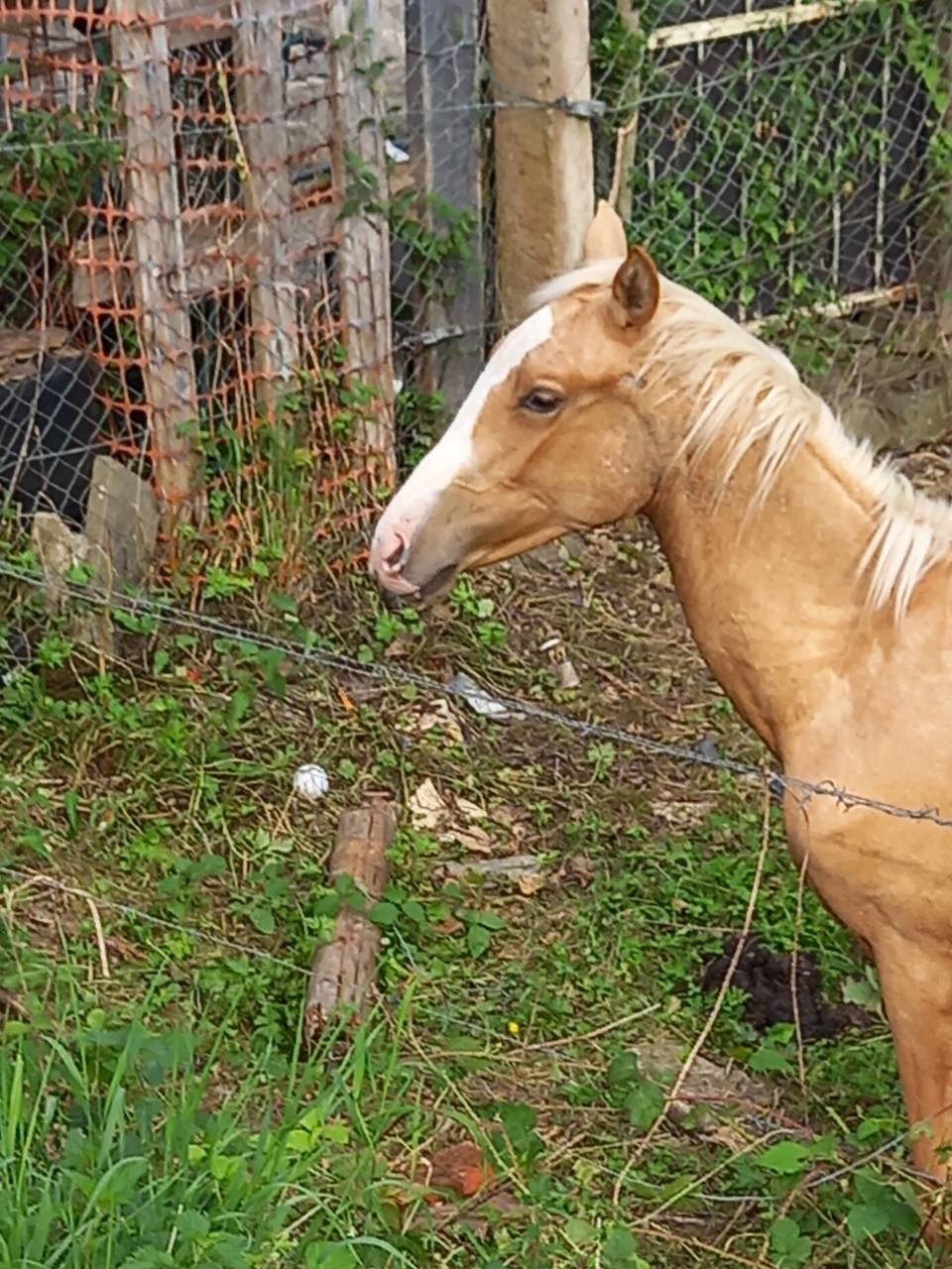 Puledro Palomino (Race) In vendita 2024 Palomino ,  Miracle du Moulin Pre